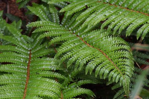 Tassel Ferns in Trade One Gallon Pots (0.67 gallons of soil)